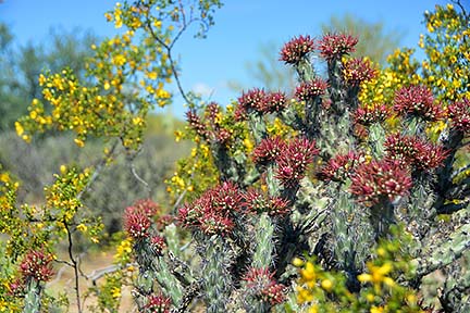 Creosote, McDowell Mountain Regional Park, March 20, 2015